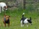 busto cani parchi