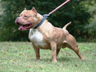 pitbull