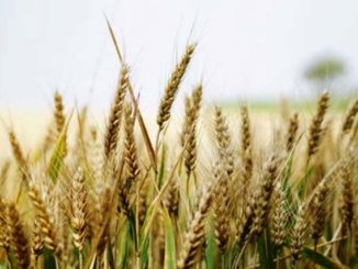 agrifestival