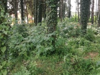 castellanza manelli stipendi