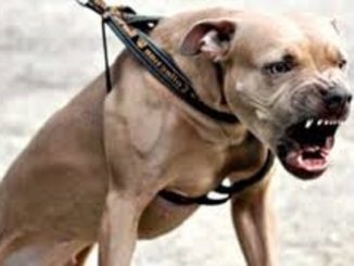 fagnano pitbull carabinieri
