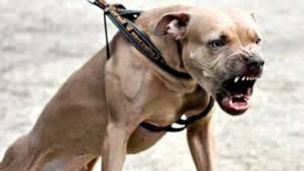 fagnano pitbull carabinieri