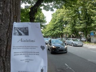 tigli busto alberi