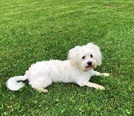 busto cane smarrito