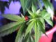 piante marijuana busto