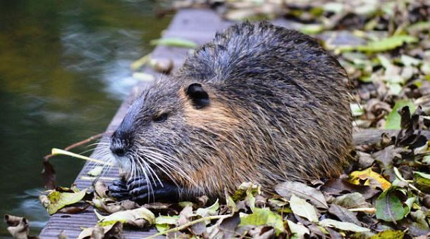 emergenza nutrie ticino