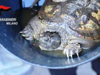 tartaruga azzannatrice arconate