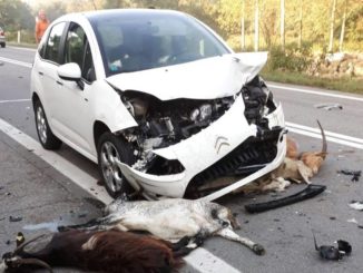 capre incidente turbigo