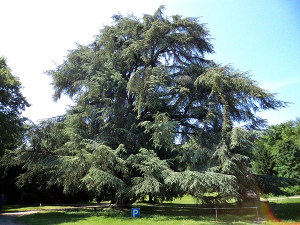 cedro somma regione