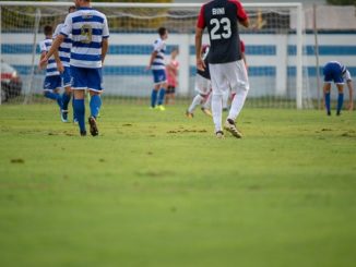 coleottero stadio speroni