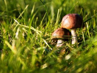 funghi velenosi ats
