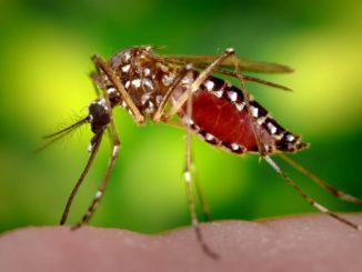 vanzaghello virus zanzara