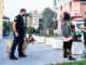cani-sicurezza-castano