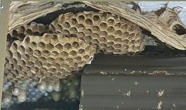 vespe calabroni cassano