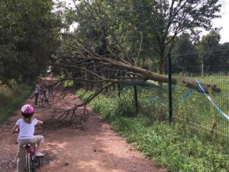 albero caduto ciclabile