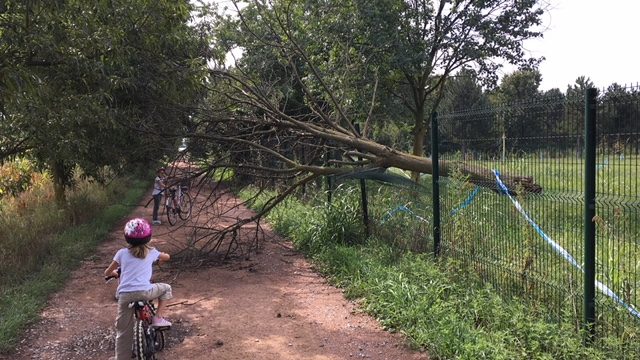 albero caduto ciclabile
