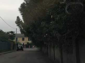 castellanza siepe frontali