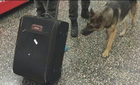 eroina malpensa arresto