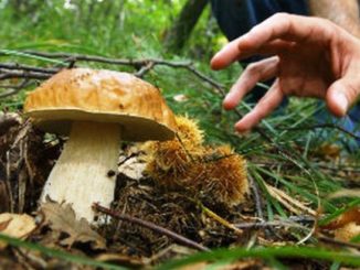 Cercatore funghi cassano