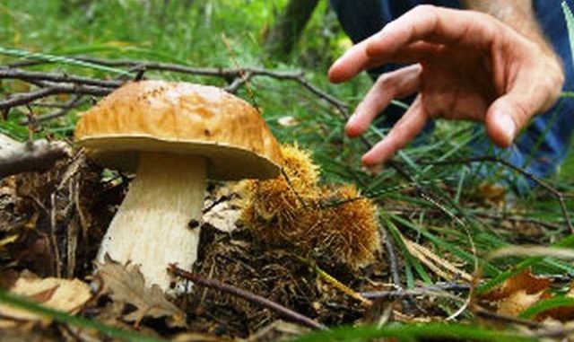 Cercatore funghi cassano