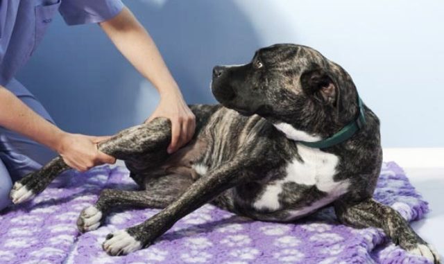 fisioterapia cani albizzate