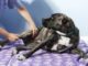 fisioterapia cani albizzate