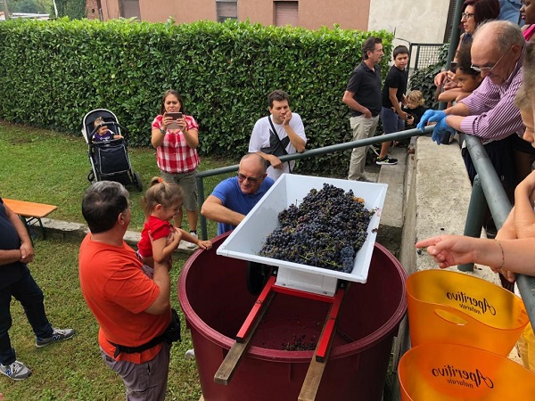 piagiatura uva vino