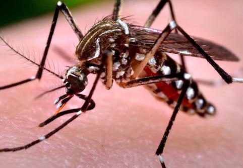 west nile virus