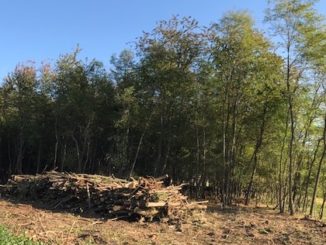 busto taglio bosco 1