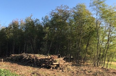 busto taglio bosco 1