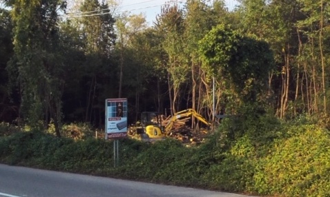 busto taglio bosco