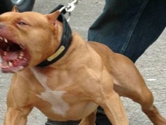 legnano aggressione pitbull