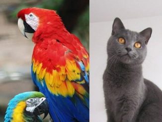 uccelli gatti malpensafiere
