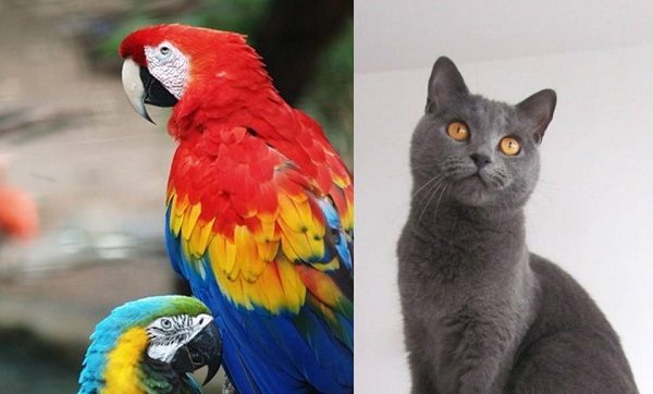 uccelli gatti malpensafiere