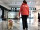 Pet therapy malpensa