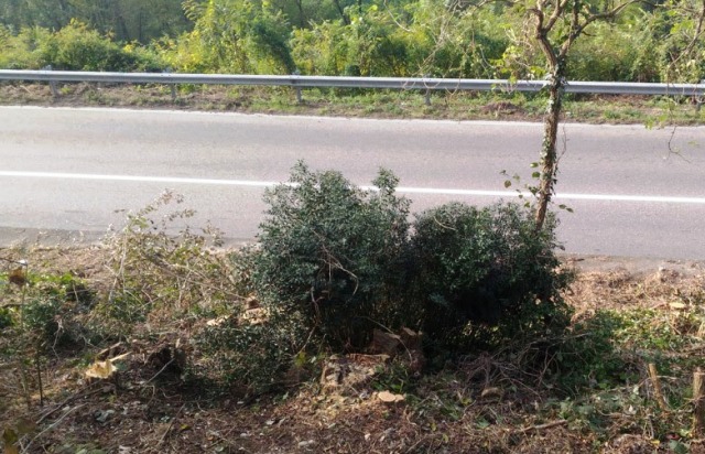 tornavento taglio piante