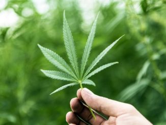 cannabis regione monti