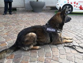 gallarate cane vigile