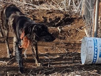 cane oipa varese