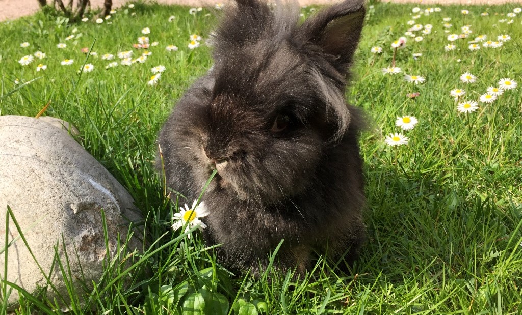 busto conigli animalisti