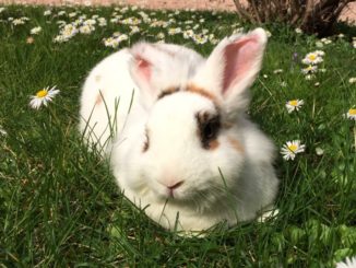 busto conigli animalisti