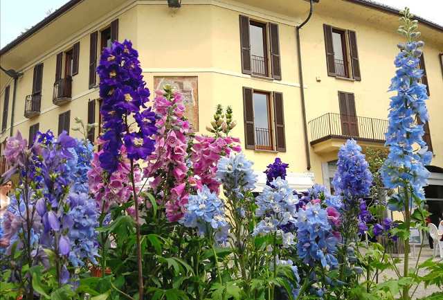 sesto calende mercato fiori 02