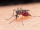 malaria malpensa