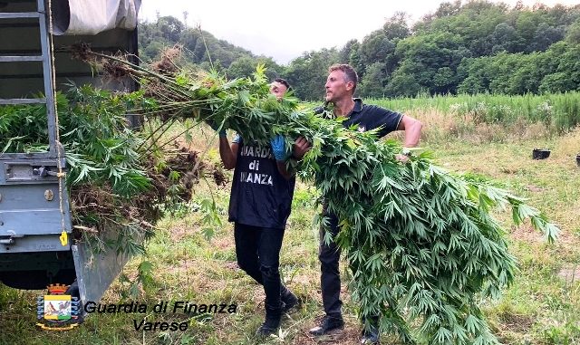 Varese sequestro piante marijuana