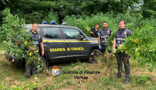 Varese sequestro piante marijuana