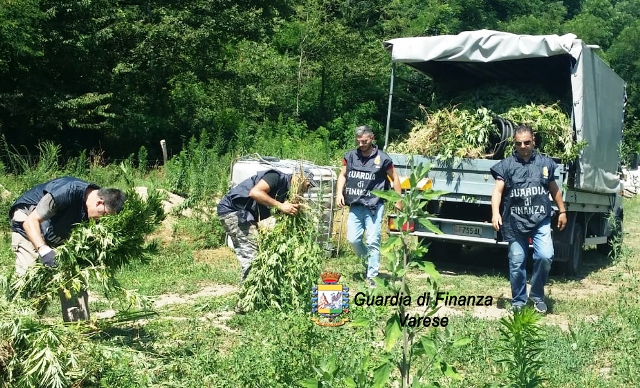 Varese sequestro piante marijuana