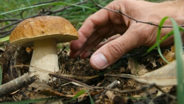 Fungiatt Angera muore Vigezzo