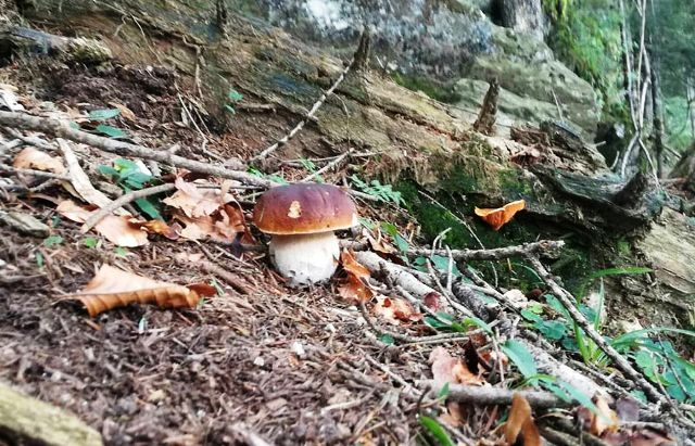Funghi raccolta coldiretti varese