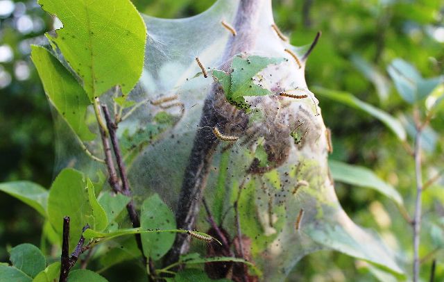 Hyphantria Cunea Gallarate Malpensa