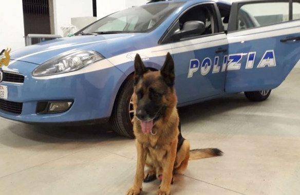 busto cani salvati polizia
